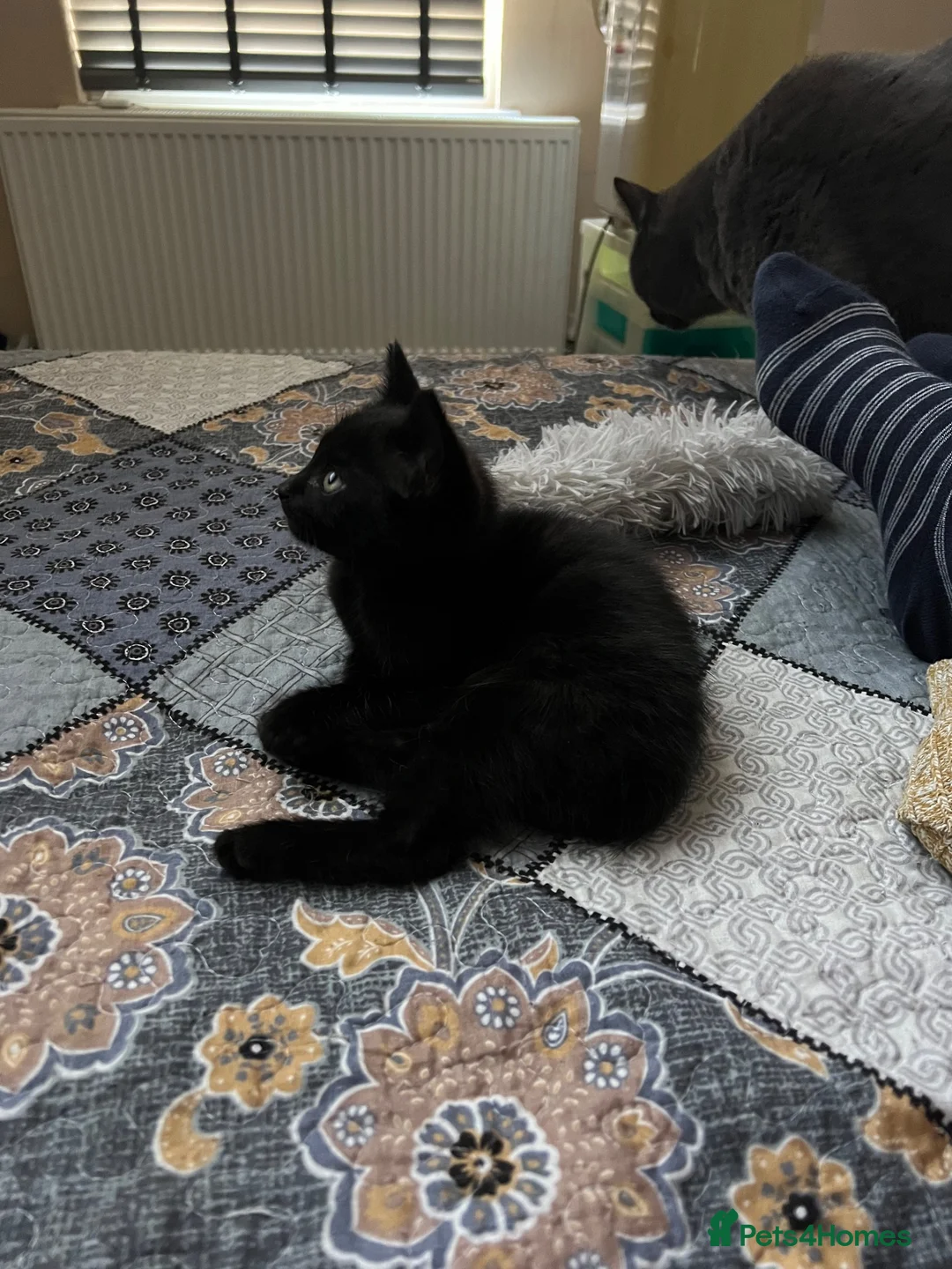 Mixed Breed cats for sale: All black ragdoll cross in Manchester - Advert 7