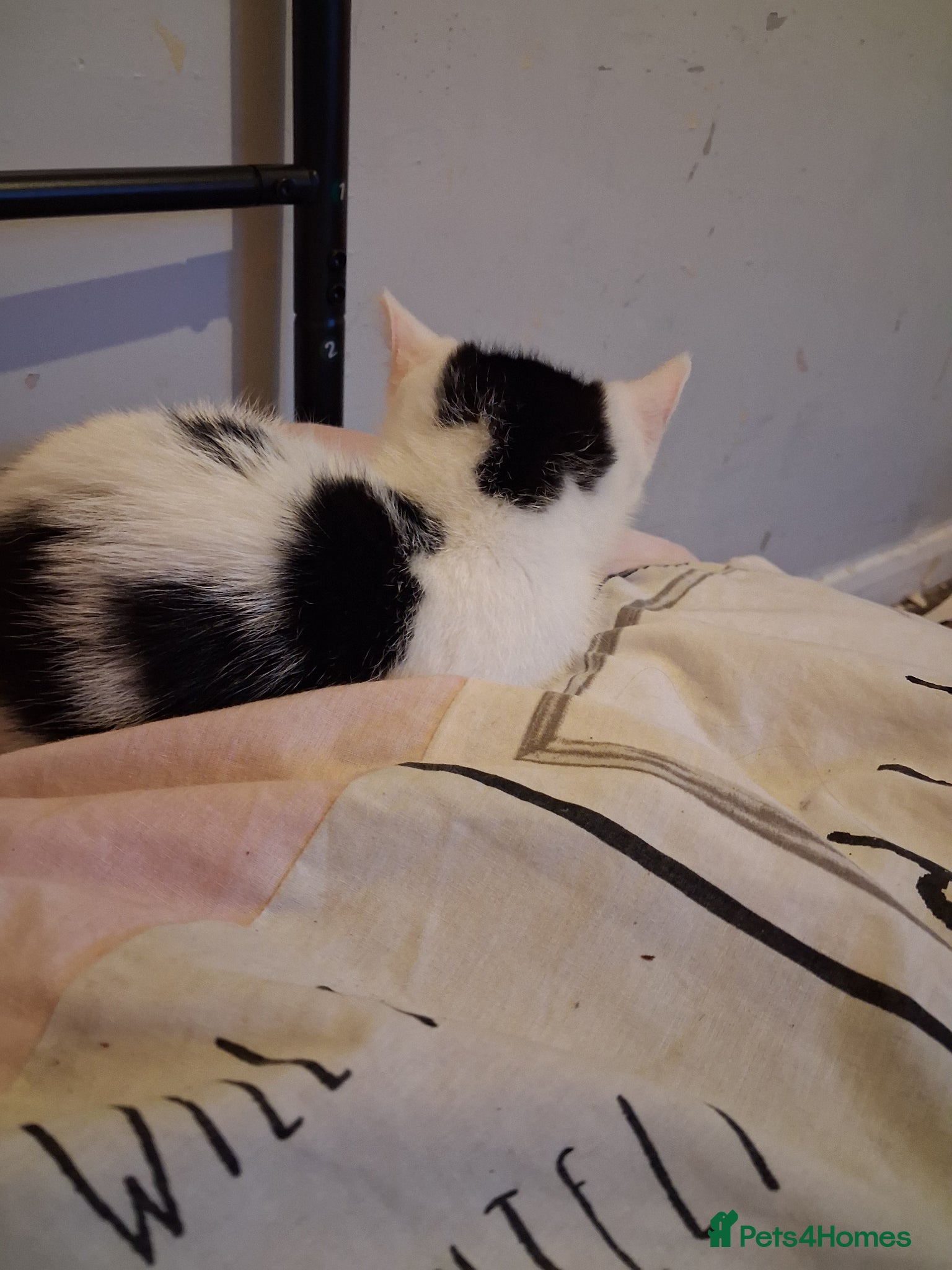Mixed Breed cats Laila - Advert 1
