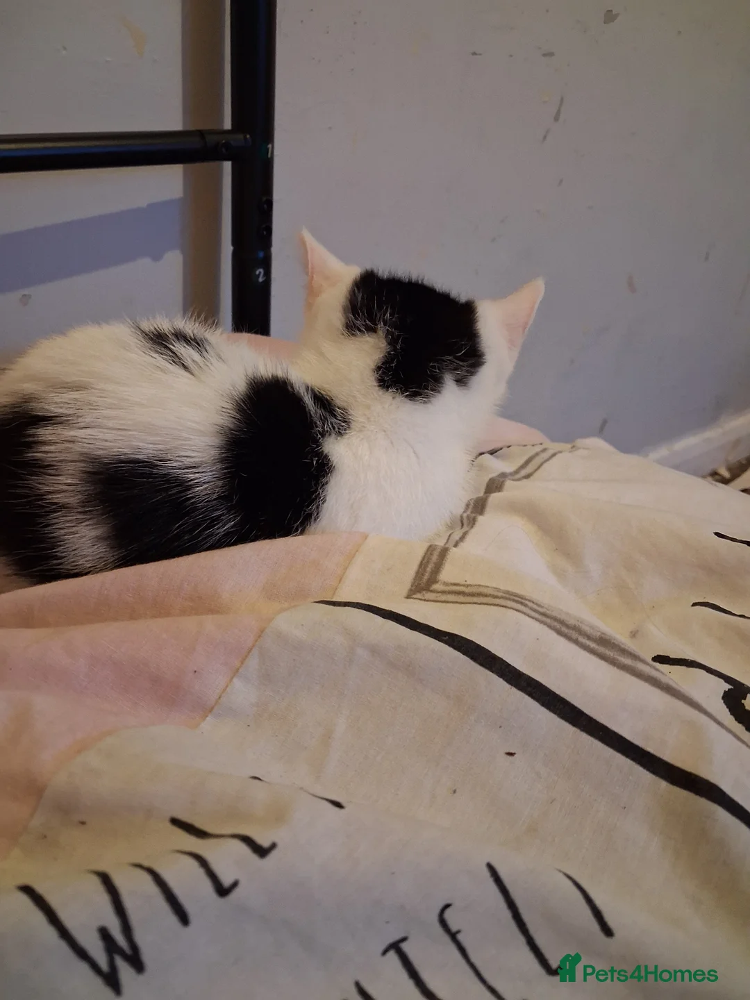 Mixed Breed cats for sale: Laila - Advert 1