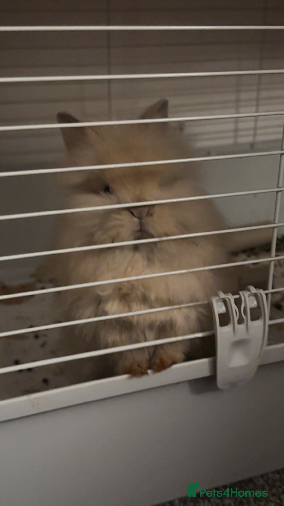 Lionhead rabbits Lionhead bunny for sale URGENT  - Advert 3