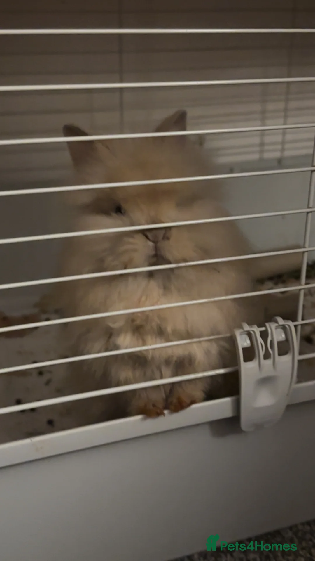 Lionhead rabbits for sale: Lionhead bunny for sale in Hebburn - Advert 4
