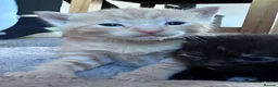 Domestic Shorthair cats for sale: Beautiful kittens - Advert 39