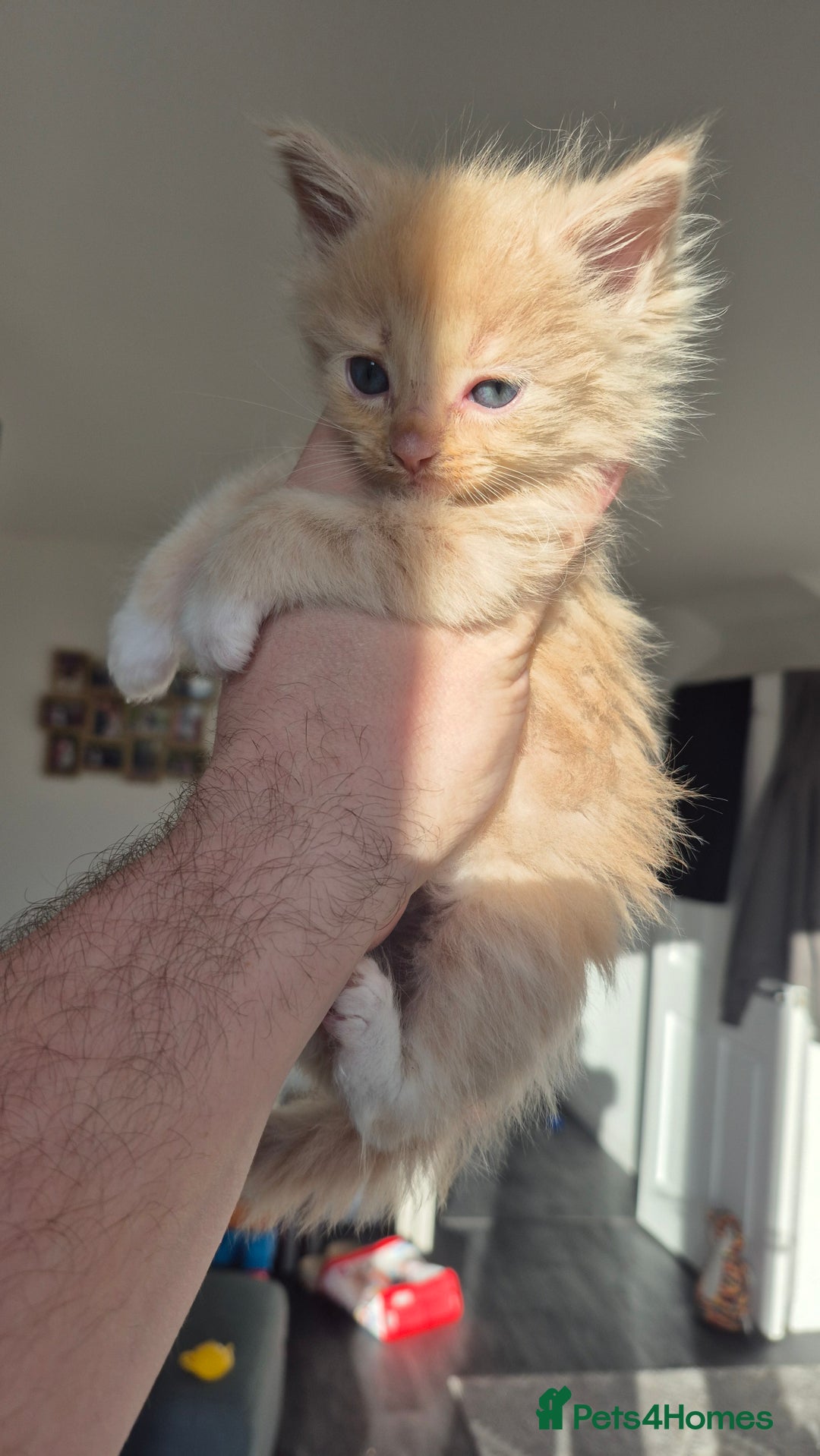 Mixed Breed cats for sale: 5 Beautiful Maine Coon/Ragdoll Kittens  - Advert 12