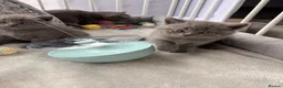 British Shorthair cats for sale: Gorgeous British Shorthair Kittens - Advert 9