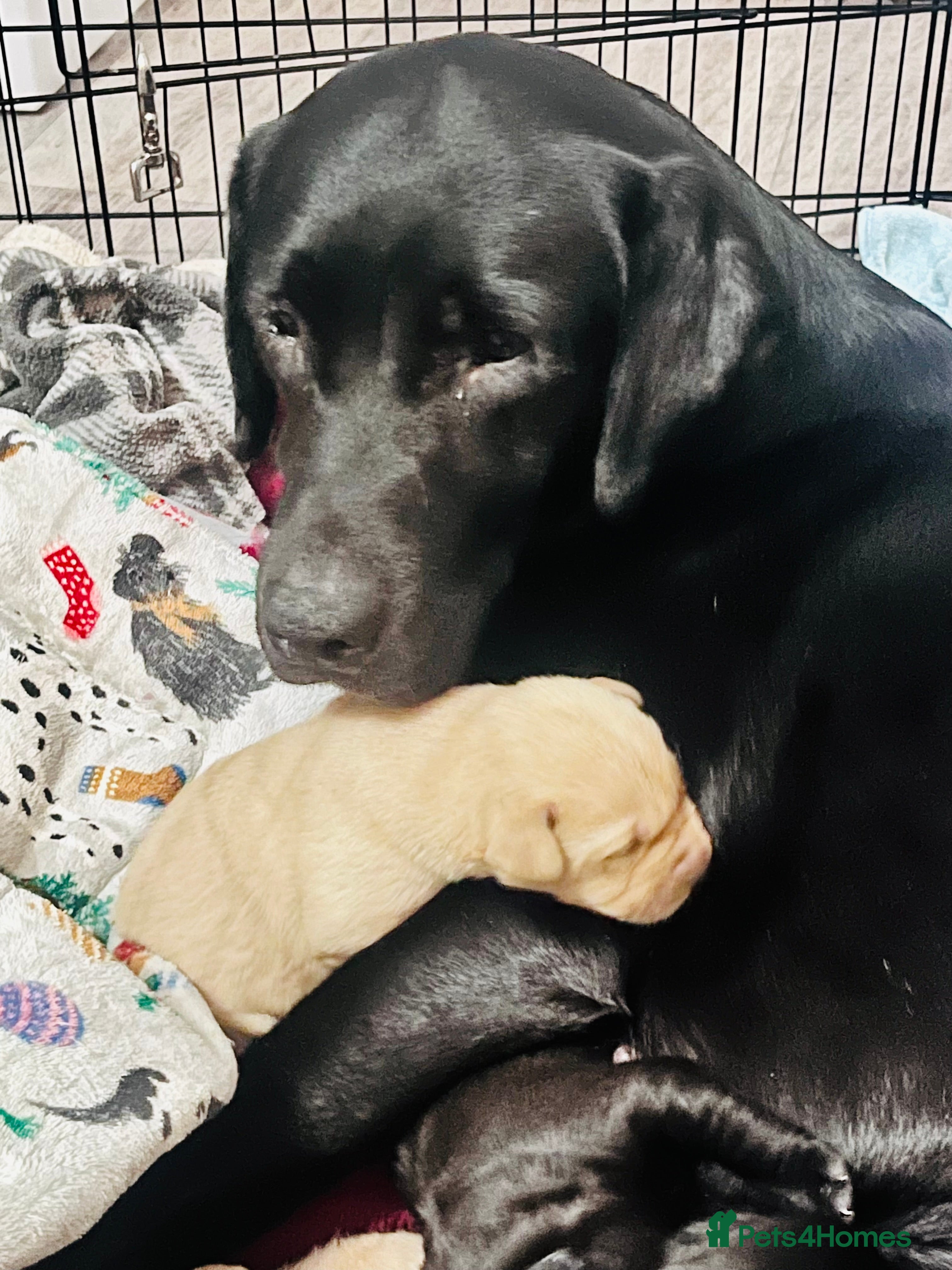 Labrador Retriever dogs Labrador puppy’s pups pup puppies puppy  - Advert 9