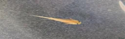 Axolotl reptiles for sale: Baby Axolotl  in Bexleyheath - Advert 16