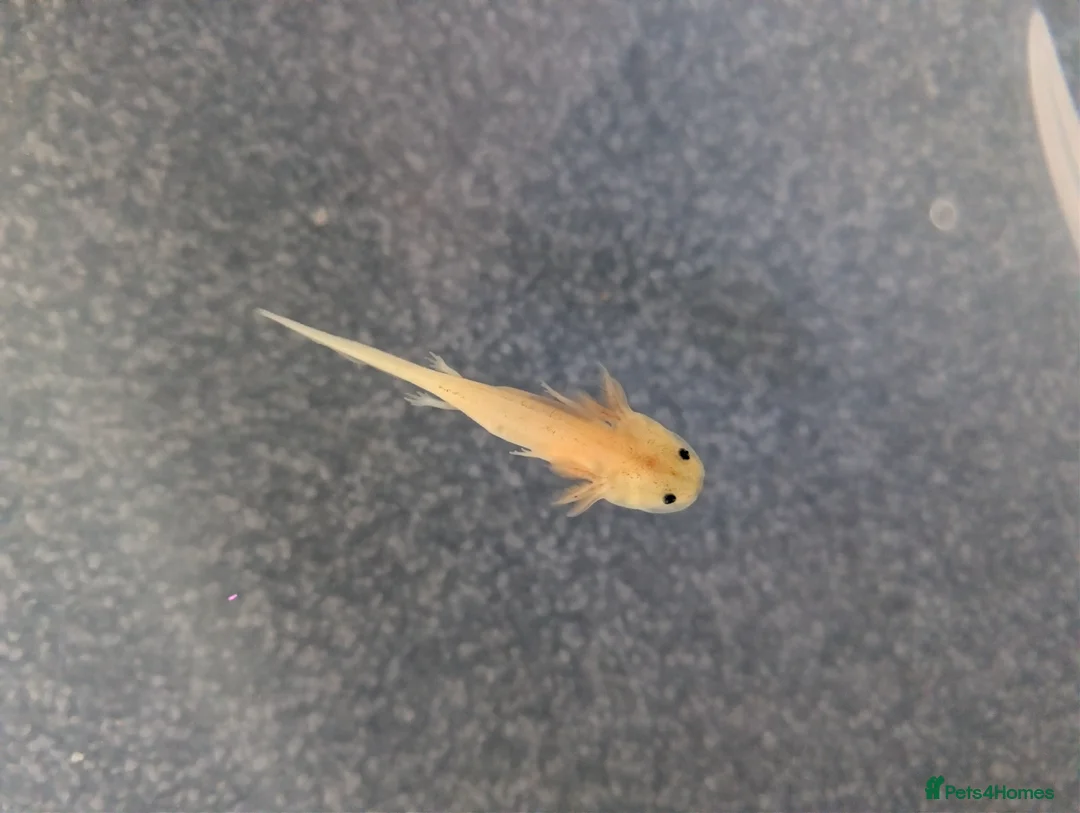 Axolotl reptiles for sale: Baby Axolotl  in Bexleyheath - Advert 16
