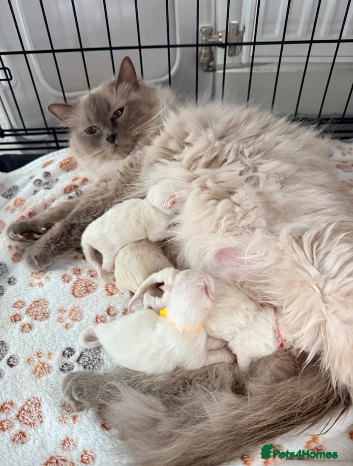 Ragdoll cats Ragdoll kitten looking for new home  - Advert 13