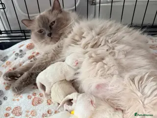 Ragdoll cats Ragdoll kitten looking for new home - Advert 13