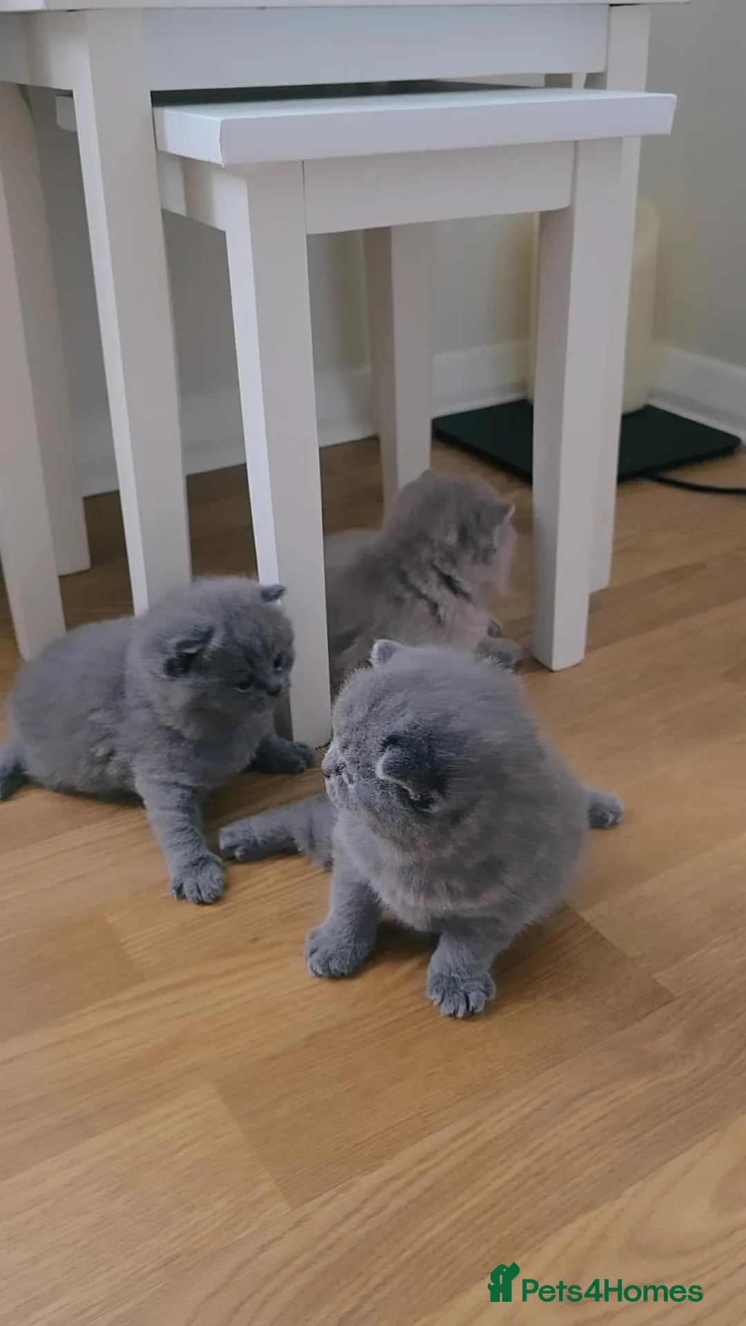 British Shorthair cats British Shorthair Kittens | Champion Lines - Advert 2