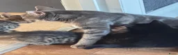 Mixed Breed cats for sale: 4 beautiful kittens looking for loving homes  in Lowestoft - Advert 2