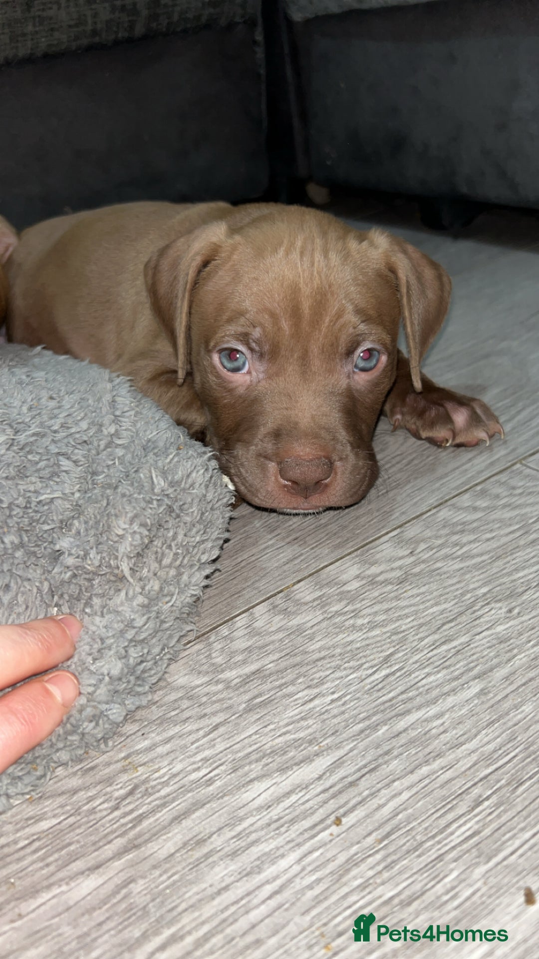 American Bully dogs for sale: Female American bully  - Image 22