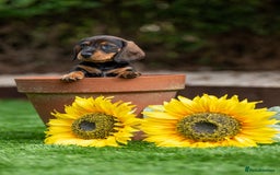 Dachshund dogs for sale: 3 beautiful boys left - Image 3