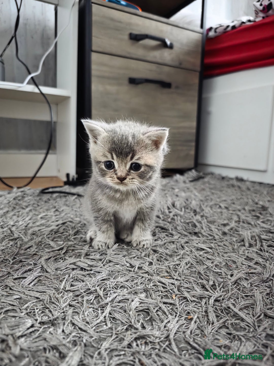 British Shorthair cats for sale: British shorthair  - Advert 12