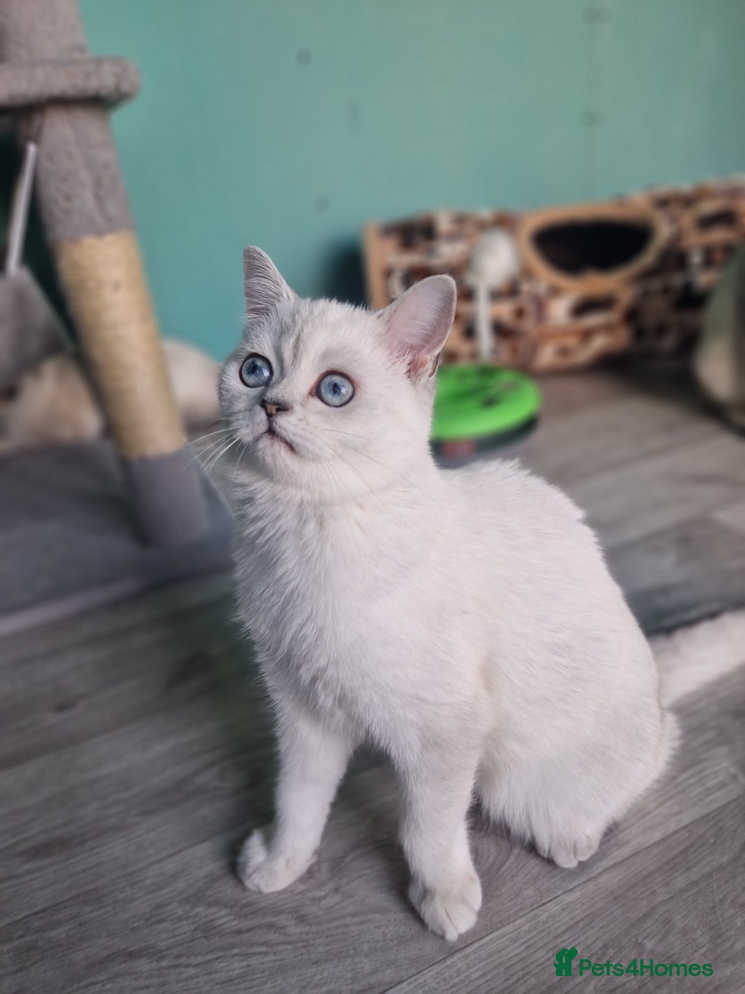 Scottish Fold cats for sale: Scottish straight girl❤️,looking for a sweet🏠 - Advert 4