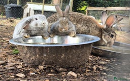 Mixed Breed rabbits for sale: Beautiful baby rabbits, ready for new home. - Image 1