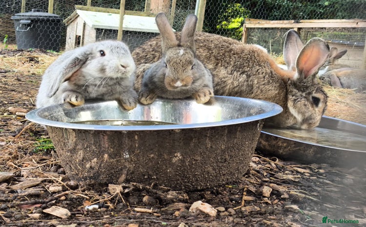 Mixed Breed rabbits - Advert 2