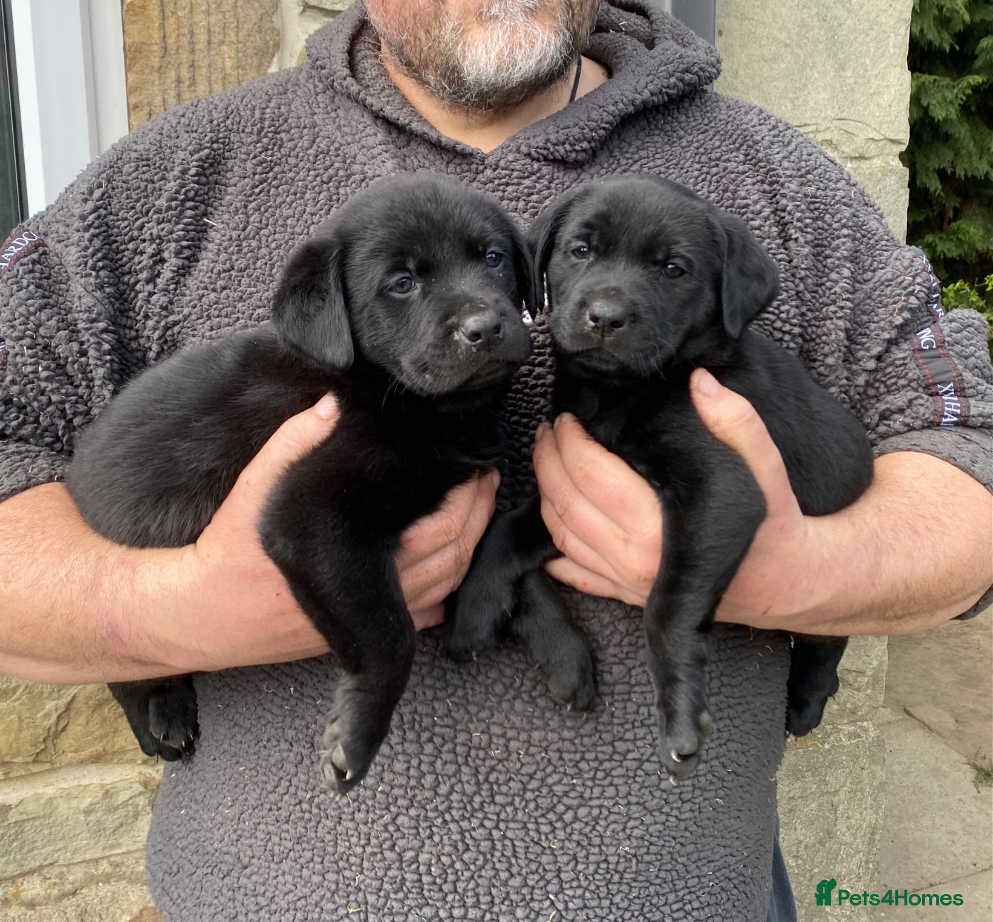 Mixed Breed dogs Rottweiler /Labrador puppies - Advert 1