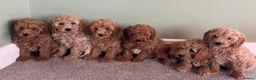 Cavapoo dogs for sale: Fully health checked cavapoo puppies - Advert 2