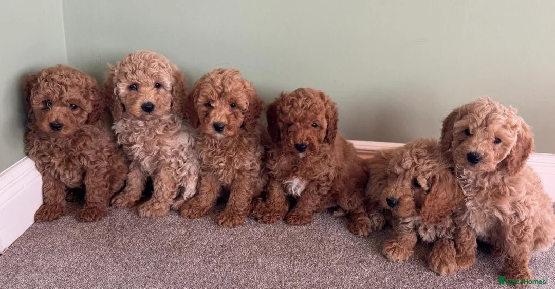 Cavapoo dogs for sale: Fully health checked cavapoo puppies - Advert 2