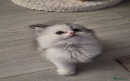 Persian cats for sale: Persian Kitten for sale - Image 2