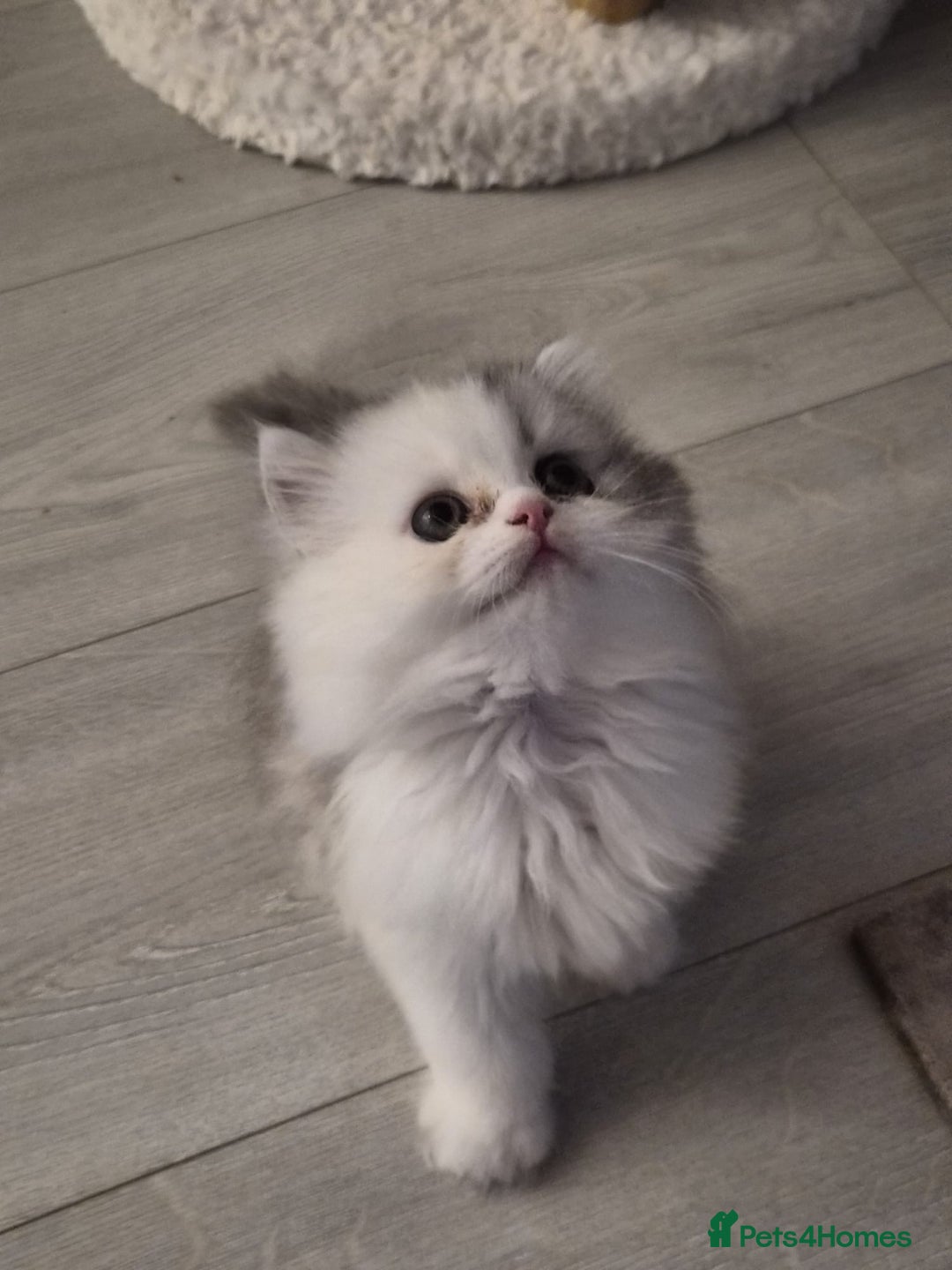 Persian cats for sale: Persian Kitten for sale - Image 2