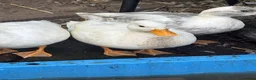Ducks poultry for sale: Hand reared Drake Call Ducks.  - Advert 7