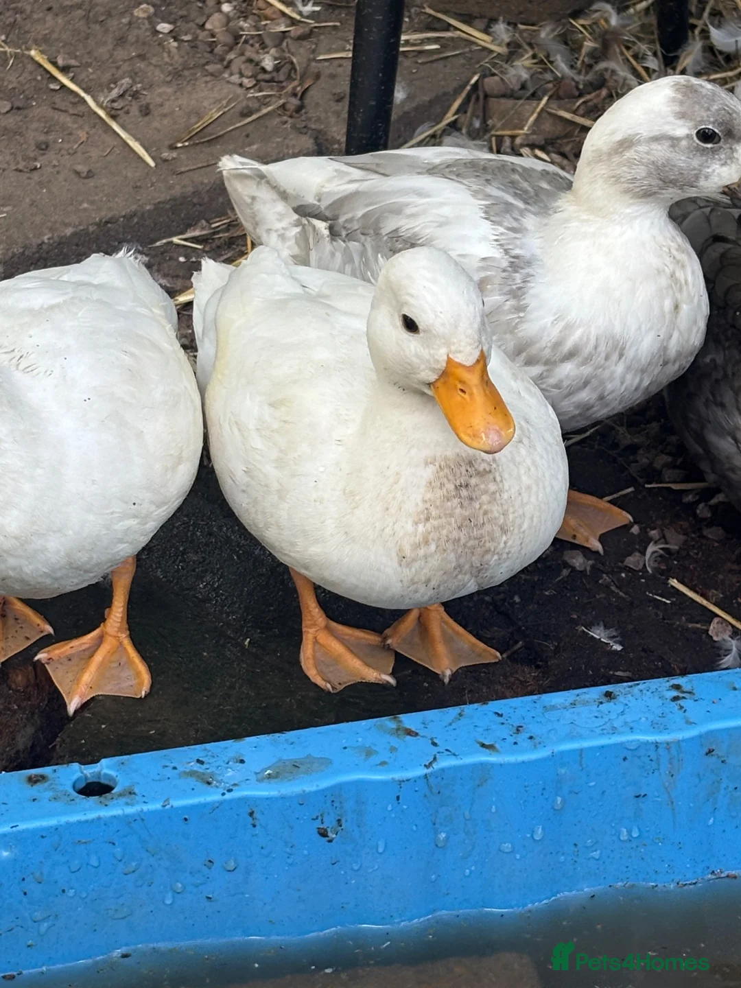 Ducks poultry for sale: Hand reared Drake Call Ducks.  - Advert 7
