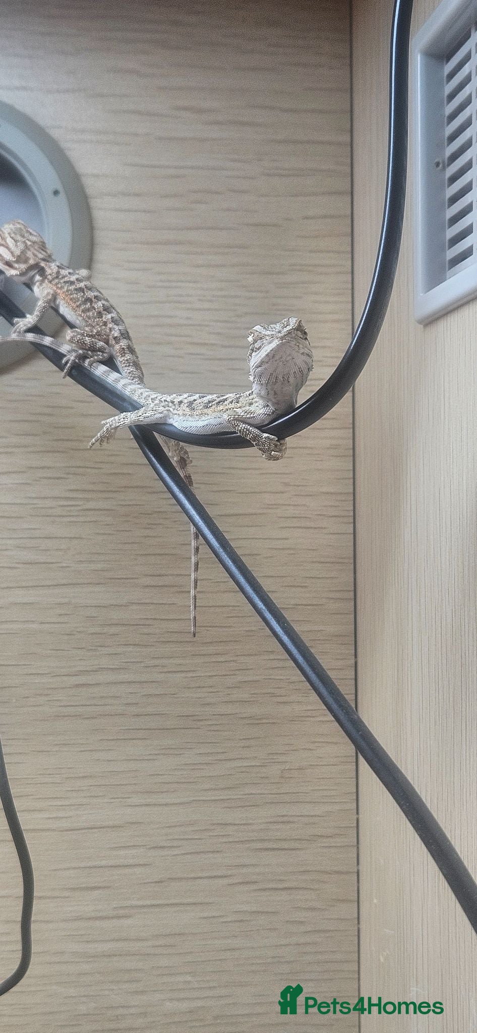 Bearded Dragon reptiles Baby bearded dragons - Advert 1