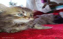 Persian cats for sale: Amazing Persian kittens  - Image 19