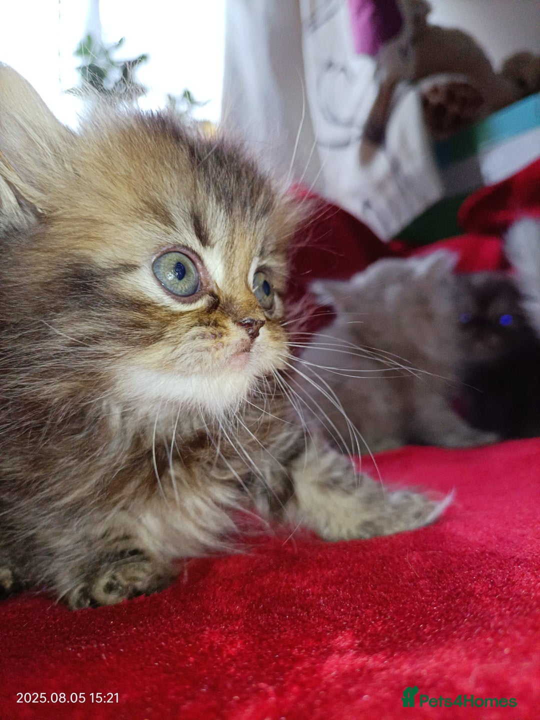 Persian cats for sale: Amazing Persian kittens  - Image 19
