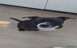 Mixed Breed dogs for sale: Staff cross girl 4 years - Image 2