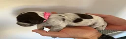 Cocker Spaniel dogs for sale: Cocker Spaniel puppies looking for forever homes♥️ - Advert 14