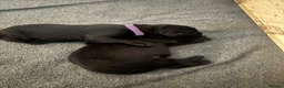 Labrador Retriever dogs for sale: Black KC Lab puppies - Advert 11