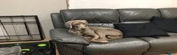 Weimaraner dogs for sale: 9 Month old puppy in Ipswich - Advert 6