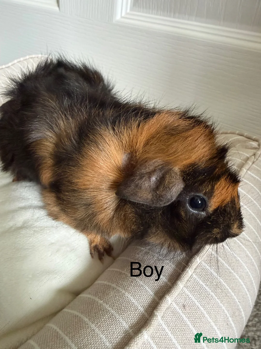 Guinea Pig rodents for sale: Baby Guinea Pigs, 3 Boars, 3 Sows - Advert 2