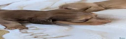 Miniature Dachshund dogs for sale: Beautiful boys - Advert 15