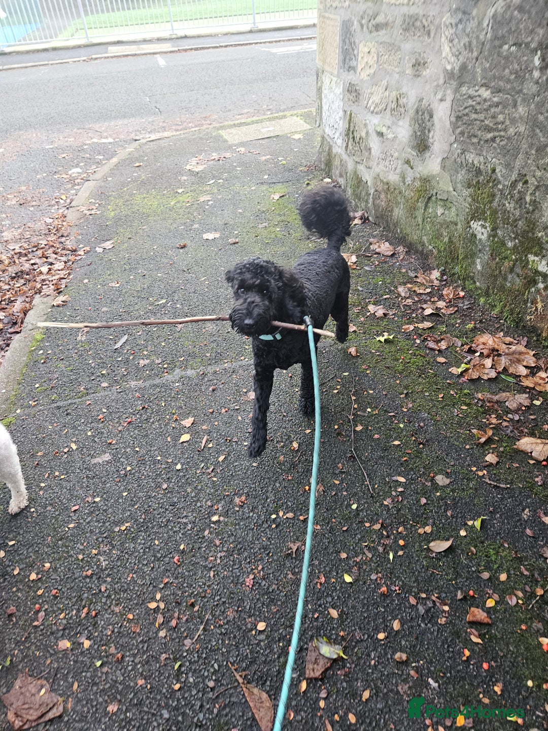 Cockapoo dogs for stud: F1 cockapoo for Stud  in Johnstone - Advert 5