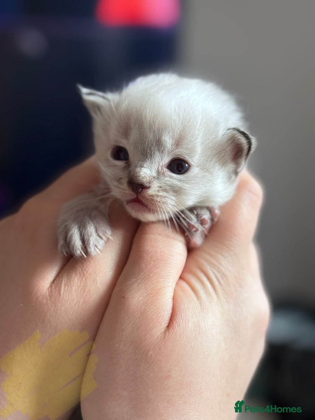 Ragdoll cats for sale: Absolutely stunning Ragdoll kittens for sale - Image 10