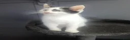 Mixed Breed cats for sale: 5 Beautiful Kittens for sale  - Advert 20