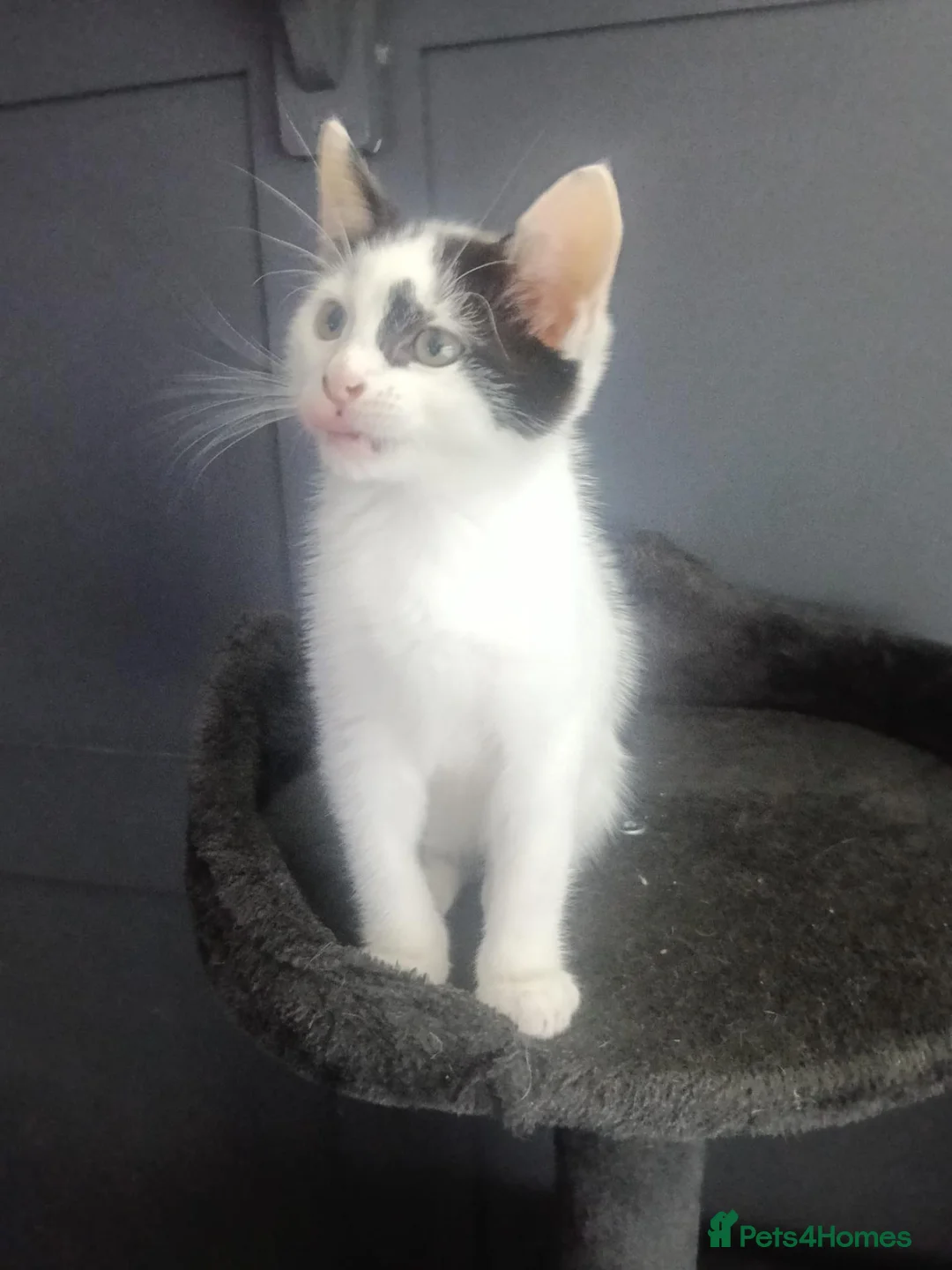 Mixed Breed cats for sale: 5 Beautiful Kittens for sale  - Advert 20