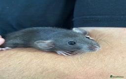 Rat rodents for sale: Gorgeous Dumbo Rex boys and girls. Babies.  - Image 2