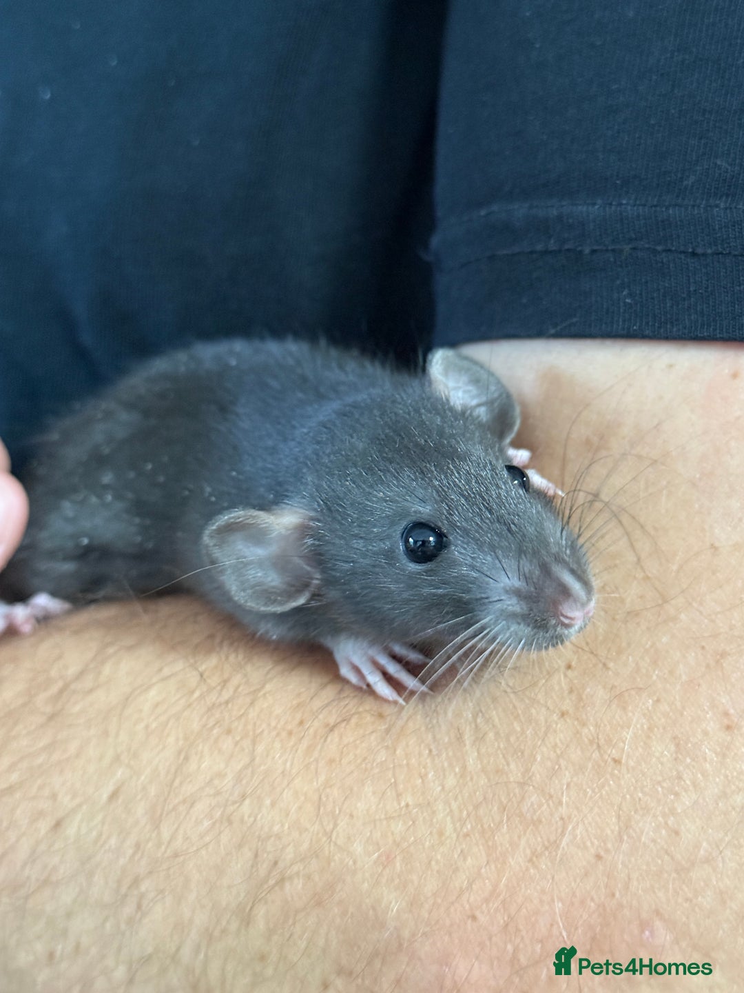 Rat rodents for sale: Gorgeous Dumbo Rex boys and girls. Babies.  - Image 2