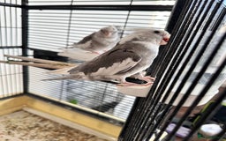 Cockatiels birds for sale: A pair of cockatiels - Image 3