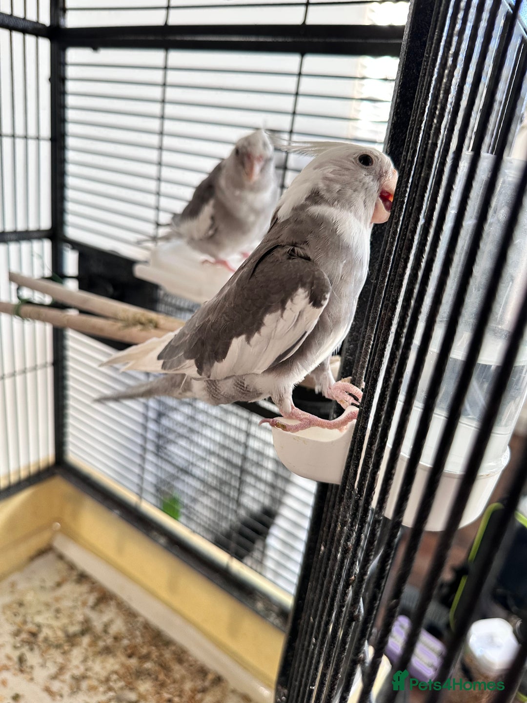 Cockatiels birds for sale: A pair of cockatiels - Image 3
