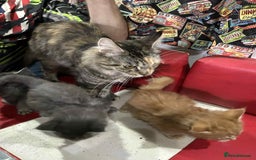 Maine Coon cats for sale: Maine coon kittens  - Advert 2