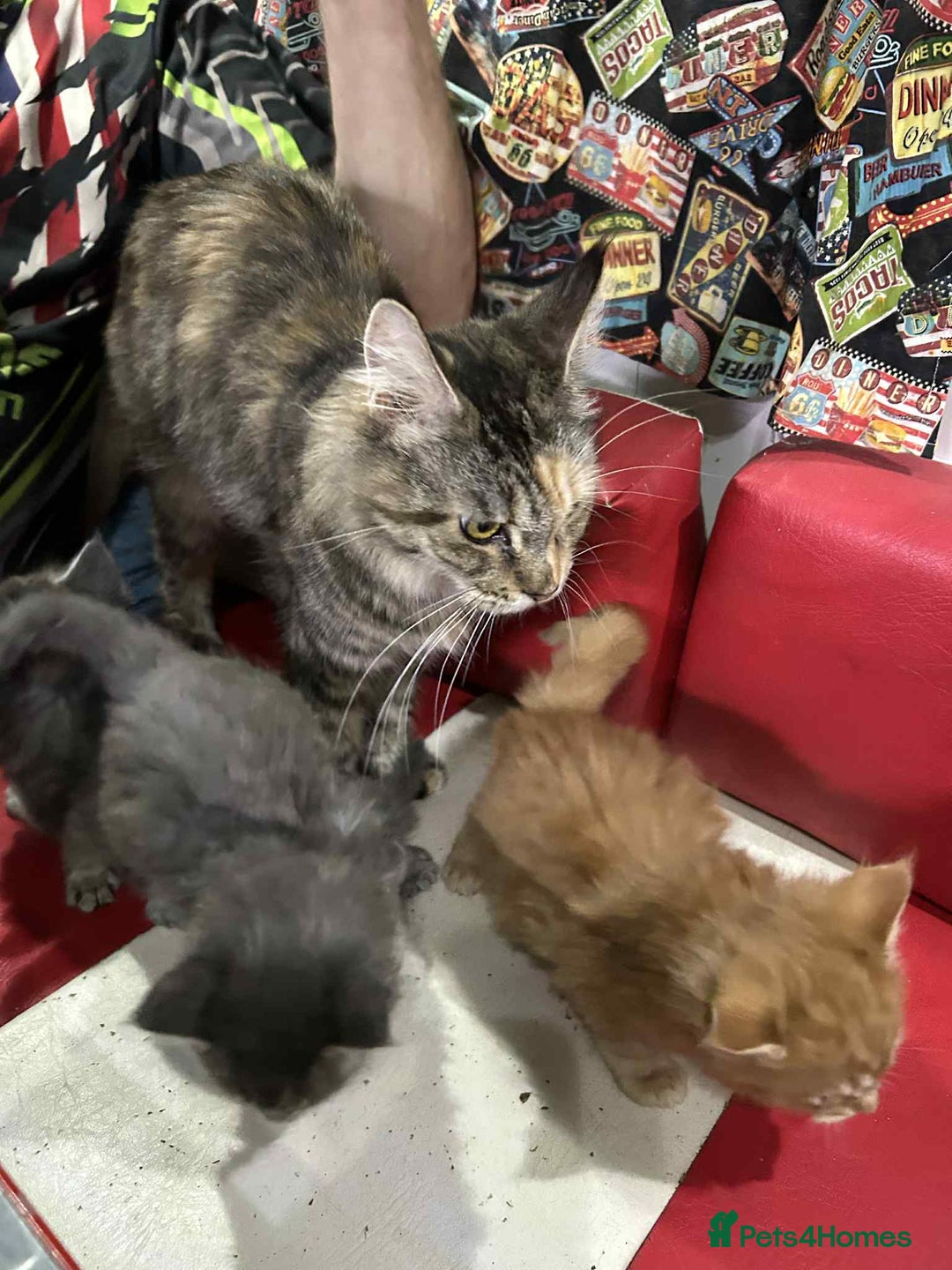 Maine Coon cats for sale: Maine coon kittens  - Advert 2