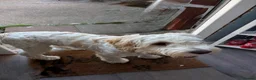 Cockapoo dogs for sale: 8 months old Male cockapoo  in Bognor Regis - Advert 2