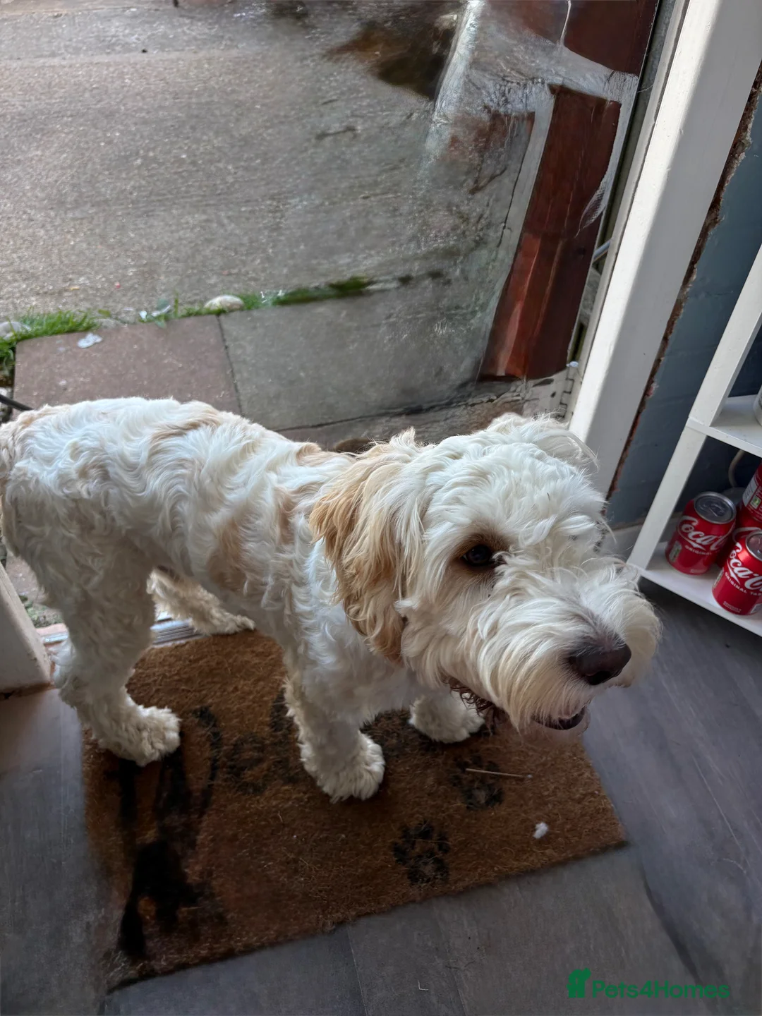 Cockapoo dogs for sale: 8 months old Male cockapoo  in Bognor Regis - Advert 2