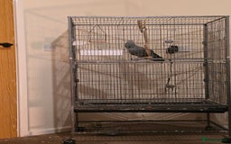 Budgerigars birds for sale: Accrington  - Advert 1